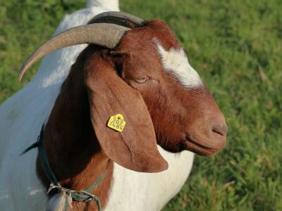 goat-5645146_1920